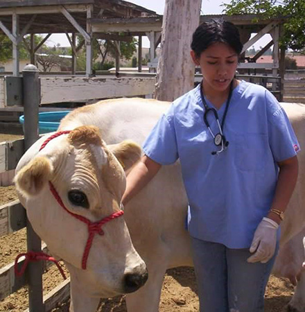 CSU veterinary staff with cow