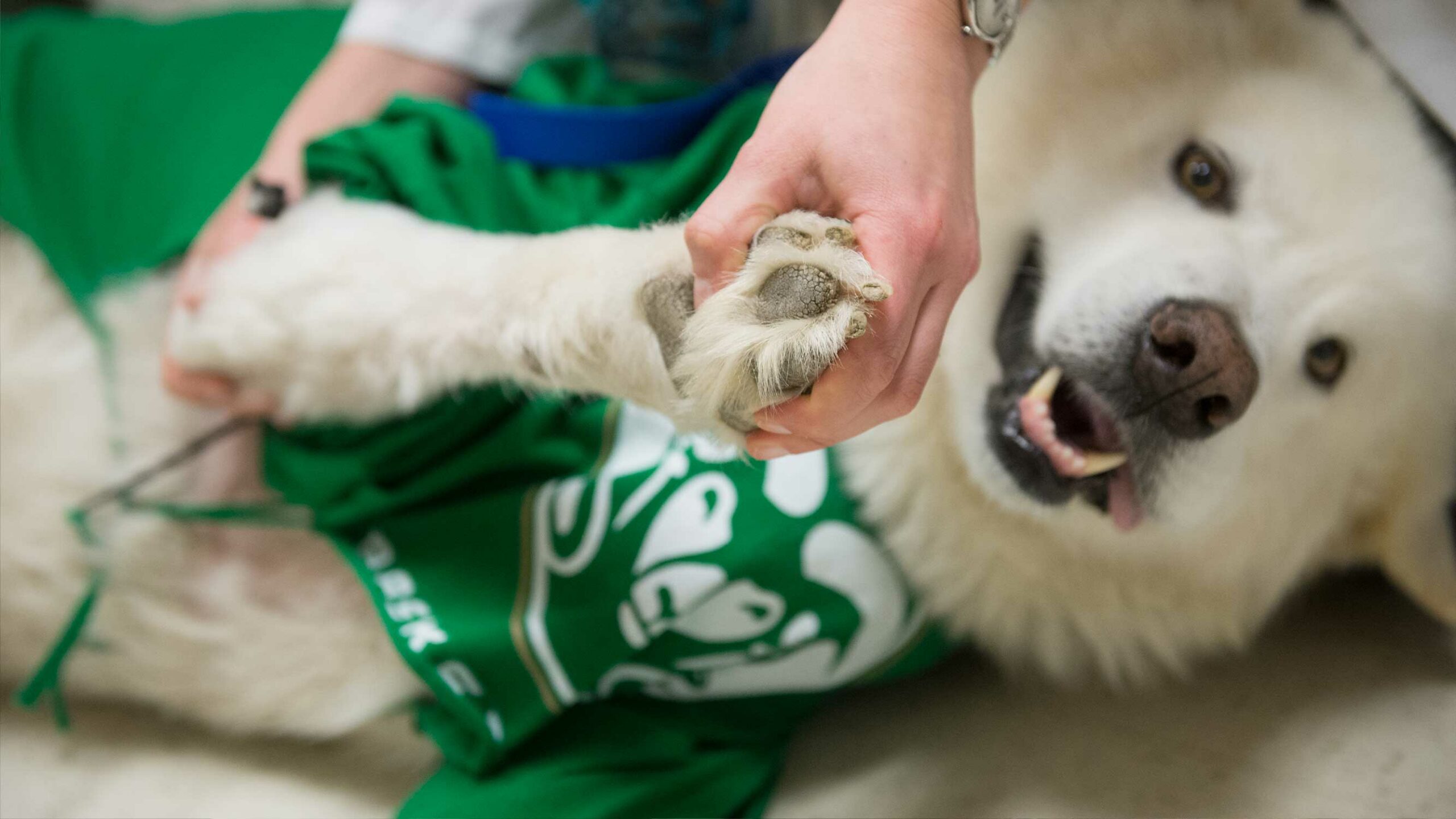 Dog receives veterinary exam
