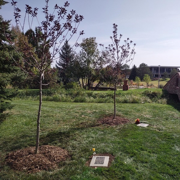 Commemorative trees at CSU