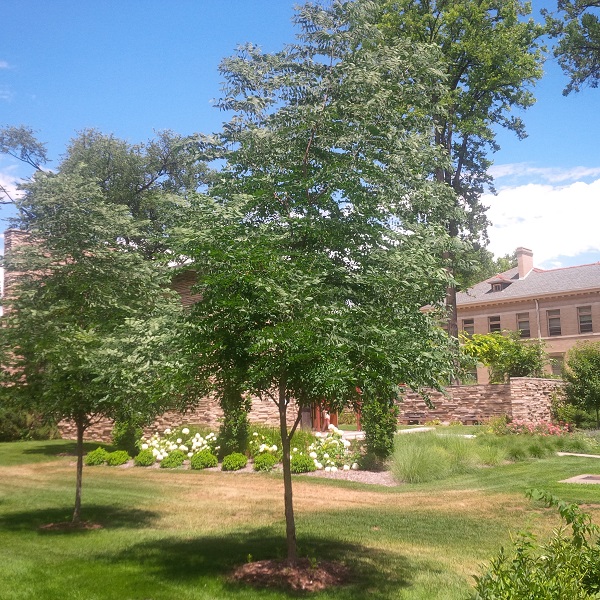 Commemorative trees at CSU