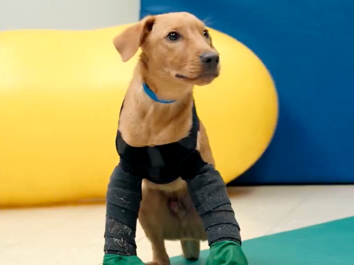 Tim the puppy gets treatment from the Veterinary Teaching Hospital.