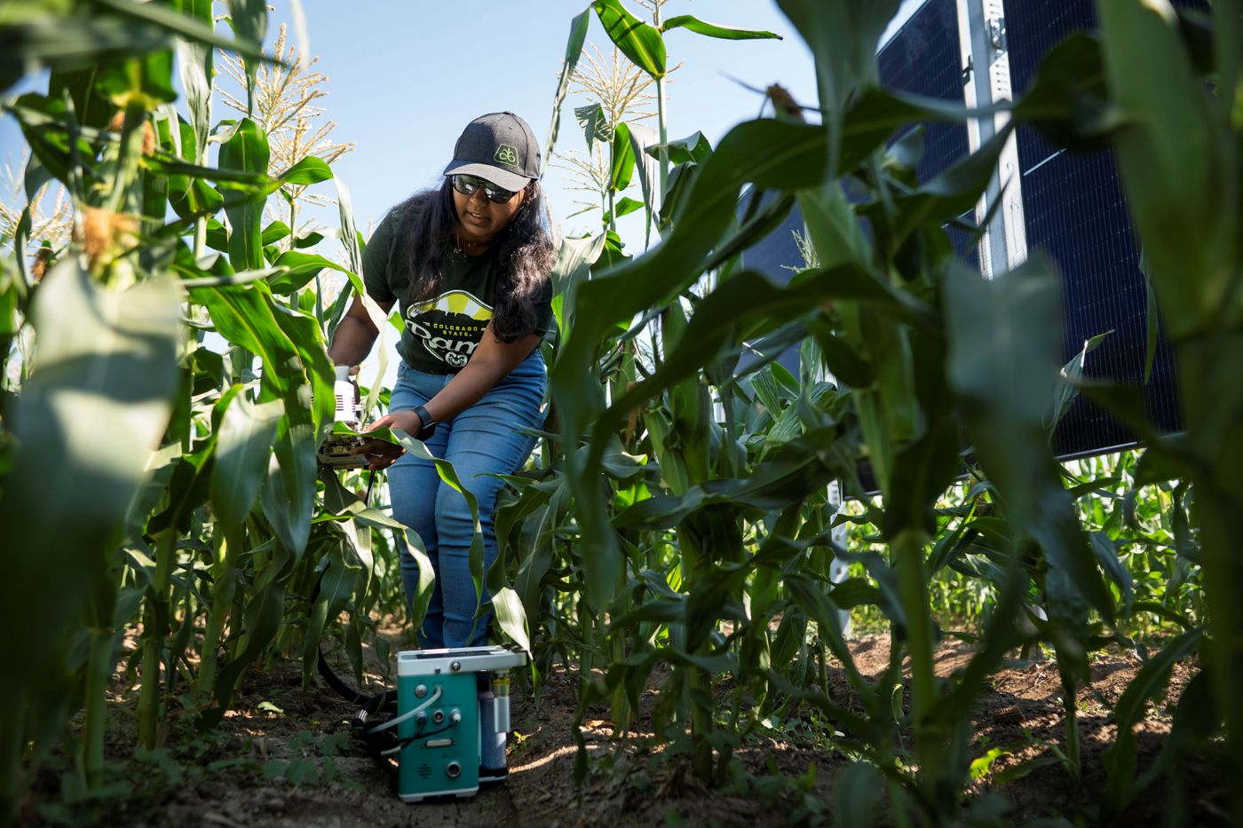 CSU student Dewanshi Kumari working in a field